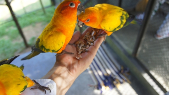 Бангкок - Самуи июль 2011