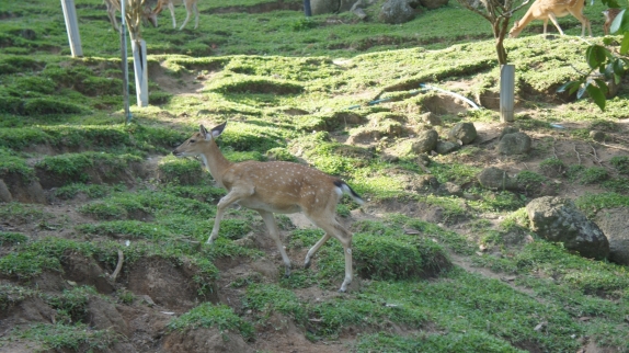Бангкок - Самуи июль 2011