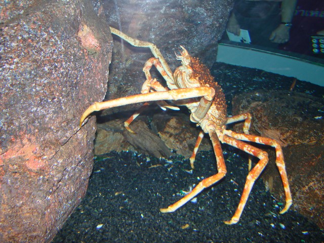 Бангкок- Пхукет- Бангкок ноябрь 2007.