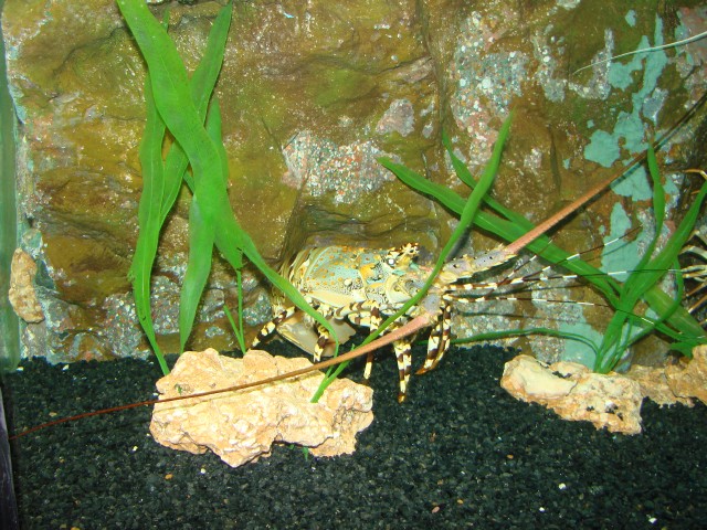 Бангкок- Пхукет- Бангкок ноябрь 2007.