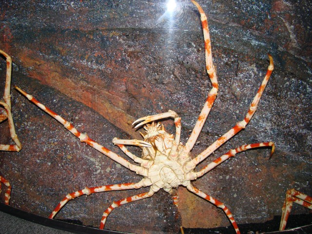 Бангкок- Пхукет- Бангкок ноябрь 2007.