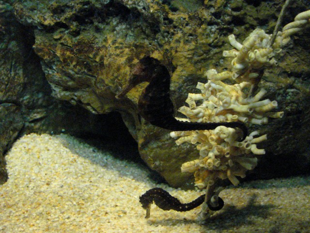 Бангкок- Пхукет- Бангкок ноябрь 2007.