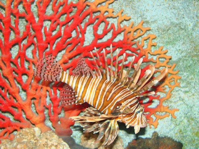 Бангкок- Пхукет- Бангкок ноябрь 2007.