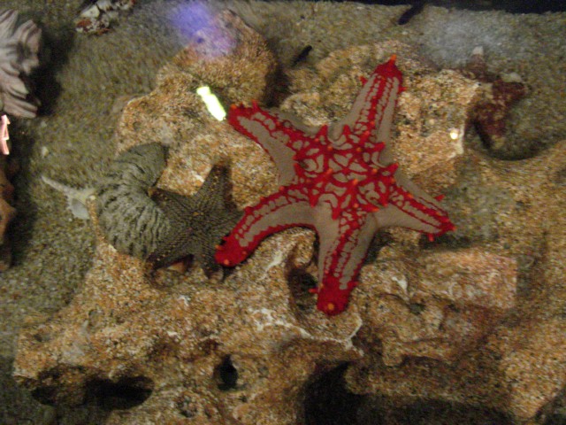 Бангкок- Пхукет- Бангкок ноябрь 2007.