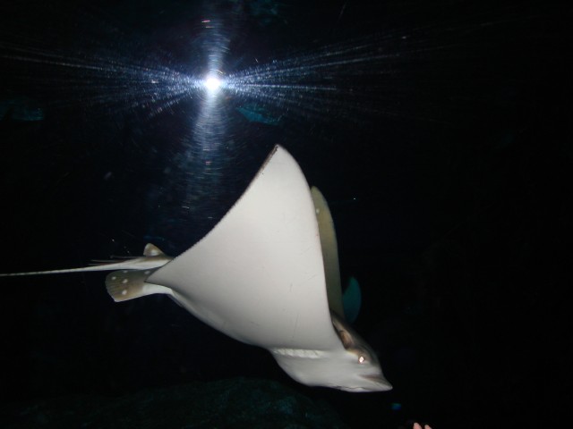 Бангкок- Пхукет- Бангкок ноябрь 2007.