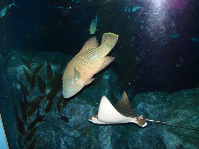 Бангкок- Пхукет- Бангкок ноябрь 2007.