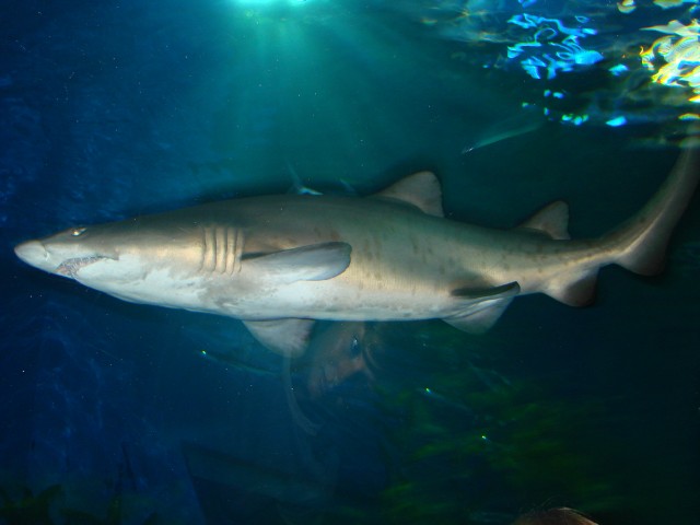 Бангкок- Пхукет- Бангкок ноябрь 2007.