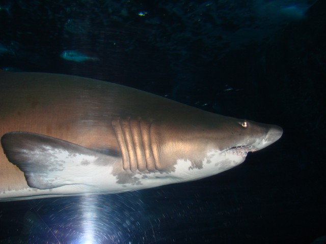 Бангкок- Пхукет- Бангкок ноябрь 2007.