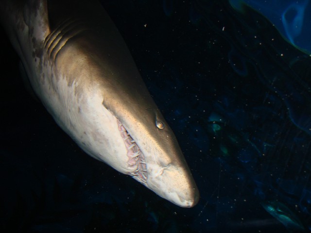 Бангкок- Пхукет- Бангкок ноябрь 2007.