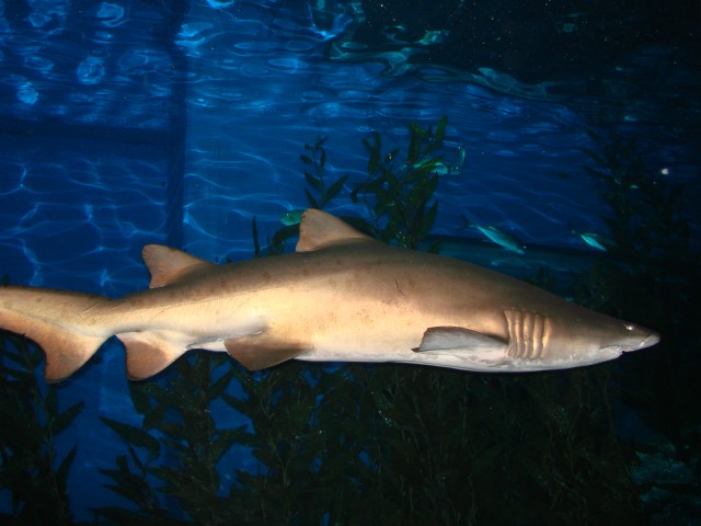 Бангкок- Пхукет- Бангкок ноябрь 2007.