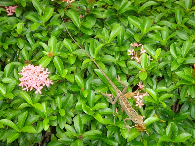 СаТаХуаБа (июль 2011) - every day we’re shuffling (: