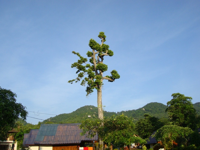 СаТаХуаБа (июль 2011) - every day we’re shuffling (: