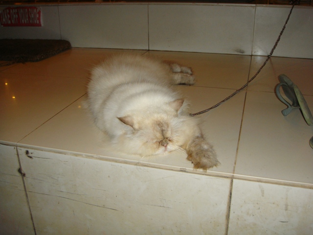 СаТаХуаБа (июль 2011) - every day we’re shuffling (: