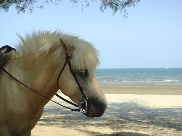 СаТаХуаБа (июль 2011) - every day we’re shuffling (: