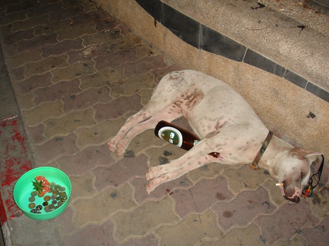 Прикольные фото из Таиланда