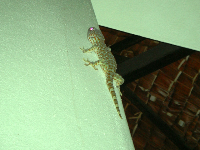 СаТаХуаБа (июль 2011) - every day we’re shuffling (: