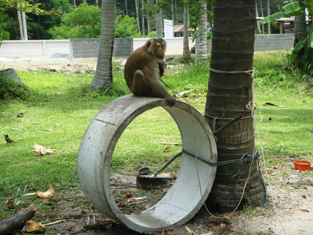 СаТаХуаБа (июль 2011) - every day we’re shuffling (: