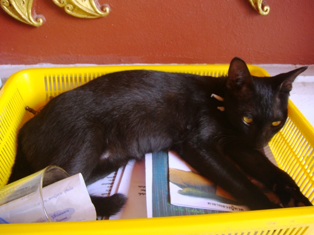 СаТаХуаБа (июль 2011) - every day we’re shuffling (: