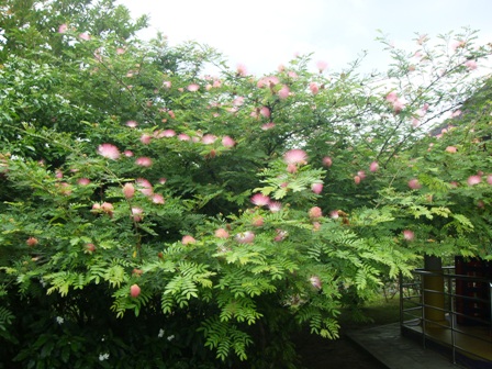 СаТаХуаБа (июль 2011) - every day we’re shuffling (: