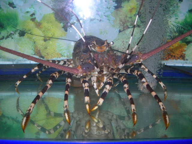 Бангкок- Пхукет- Бангкок ноябрь 2007.