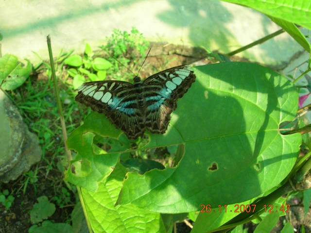 Бангкок- Пхукет- Бангкок ноябрь 2007.