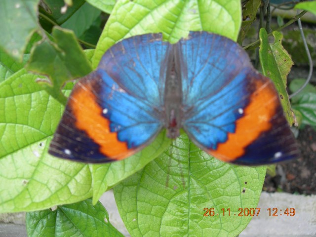 Бангкок- Пхукет- Бангкок ноябрь 2007.