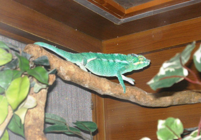 Бангкок для детей