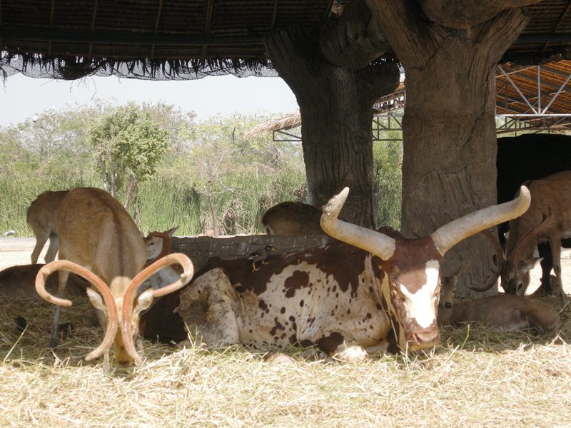 Бангкок для детей