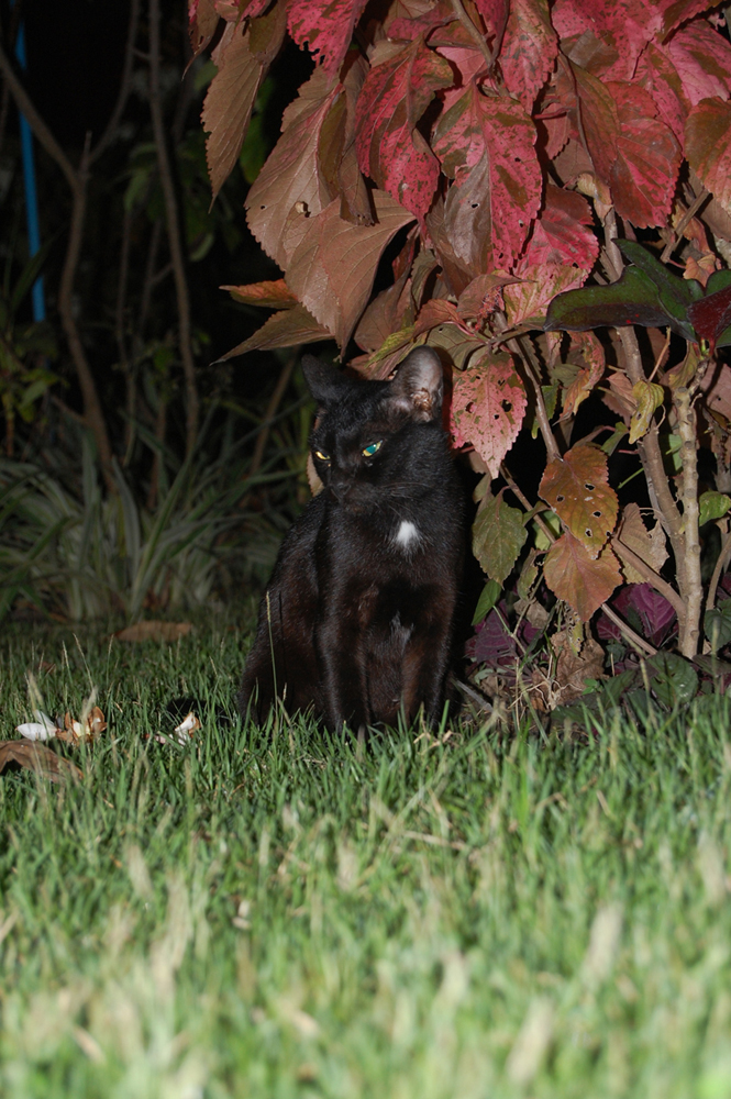 Mango Village - Koh Samui Mango Village - Koh Samui