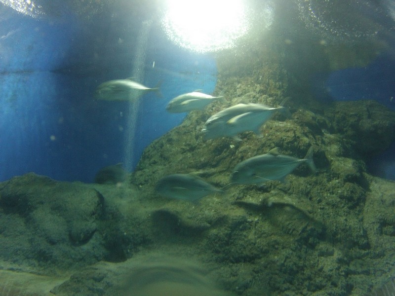 Таиланд впервые. 3-12 мая 2012.Добавлено Видео. Таиланд впервые. 3-12 мая 2012.Добавлено Видео.