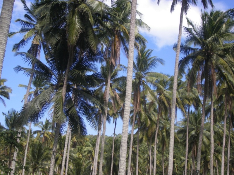 ПТТ-Чанг-БКК (+ немного фото из прошлых поездок)