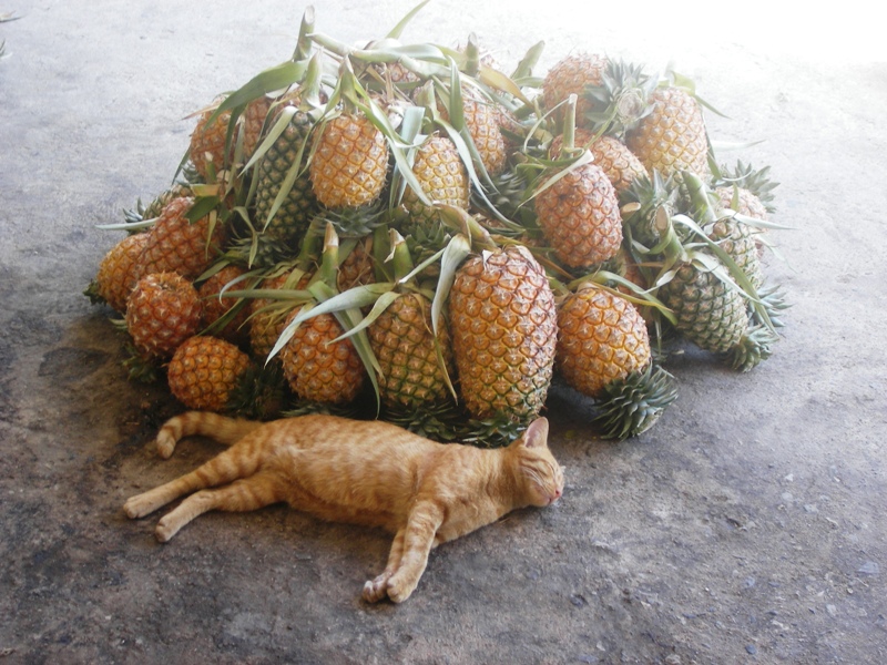 ПТТ-Чанг-БКК (+ немного фото из прошлых поездок)