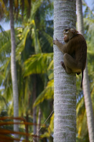 Koh Kood: Neverland Beach Resort