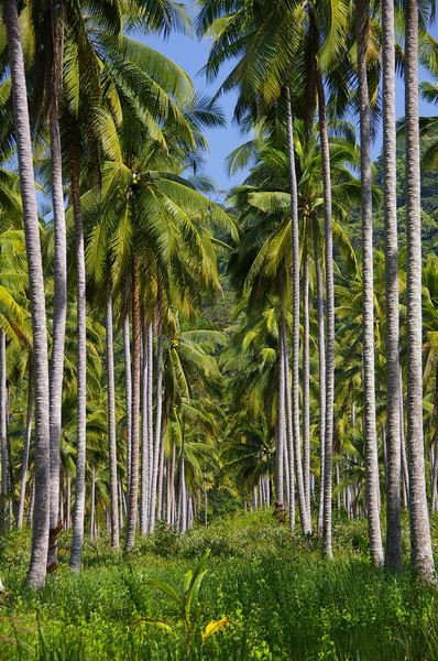 Koh Kood: Neverland Beach Resort