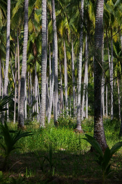 Koh Kood: Neverland Beach Resort