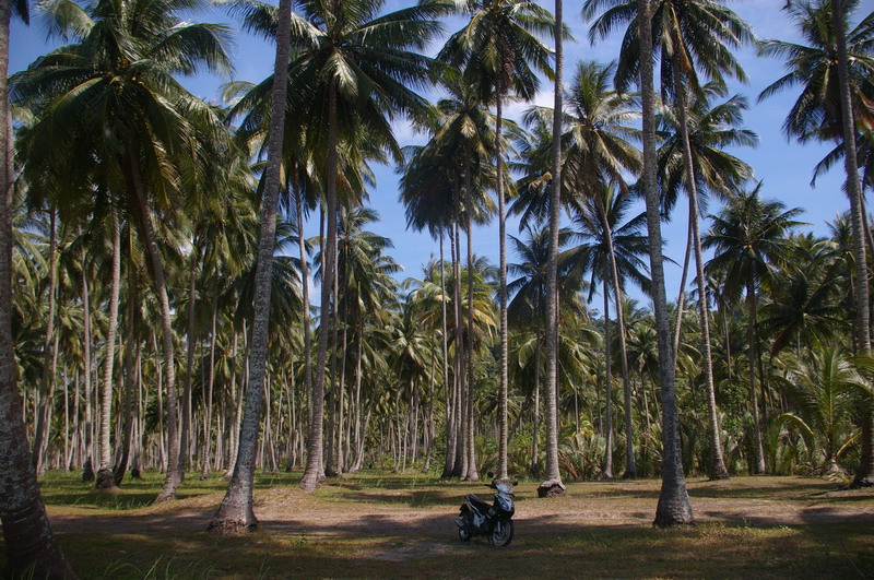 Фотоотчет - Тай в декабре (Краби-ПиПи-Пукет-Кут), траффик!