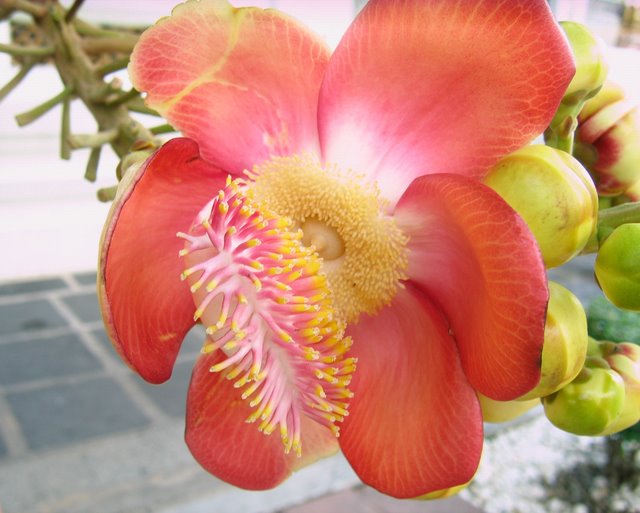 Первый блин: Краби-ПиПи-Пукет-Бангкок (24.12-10.01.2010)