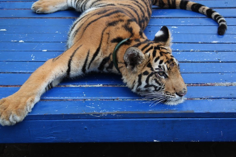 Таиланд впервые. 3-12 мая 2012.Добавлено Видео. Таиланд впервые. 3-12 мая 2012.Добавлено Видео.