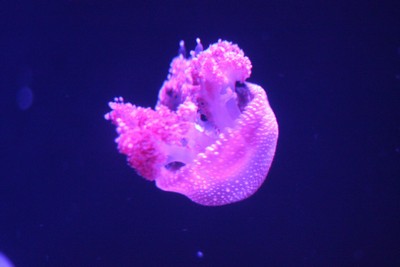 Таиланд впервые. 3-12 мая 2012.Добавлено Видео. Таиланд впервые. 3-12 мая 2012.Добавлено Видео.