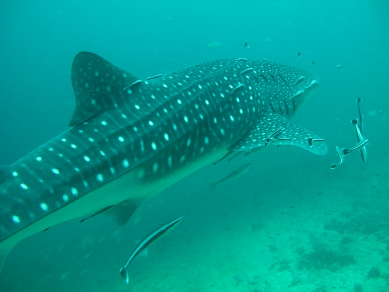 Когда и где в Тайланде выше вероятность увидеть китовых акул