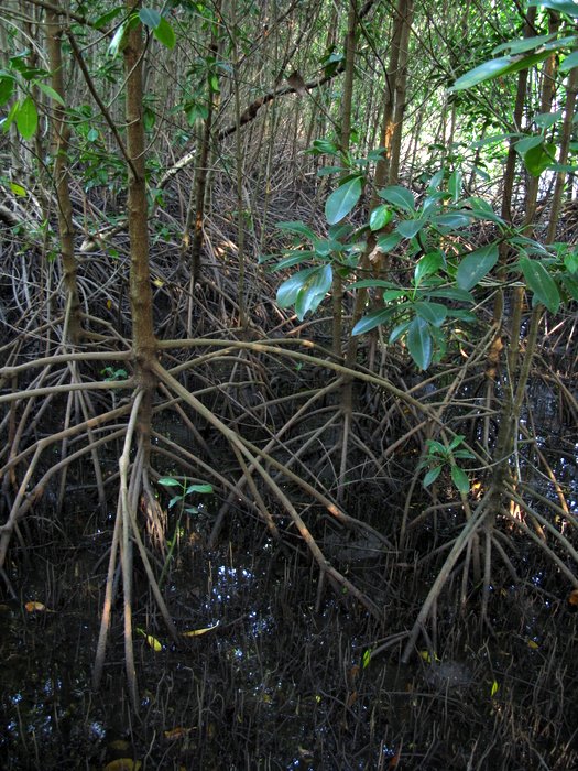 Безмятежный отдых в мятежном Таиланде