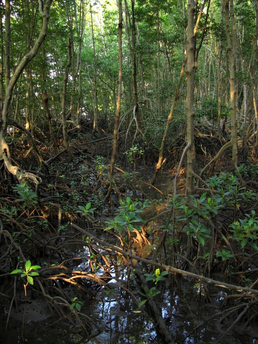 Безмятежный отдых в мятежном Таиланде