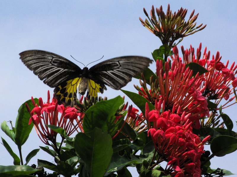 Безмятежный отдых в мятежном Таиланде