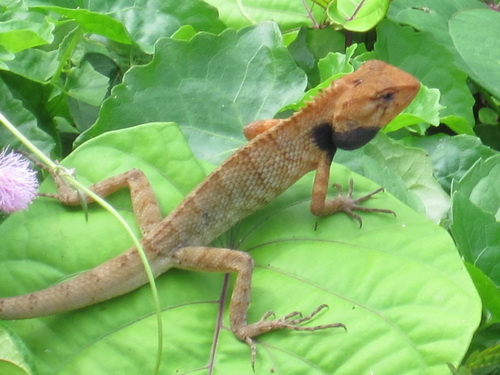 Месяц в Таиланде: Khao Lak – Krabi - Ko Lanta - Phuket Месяц в Таиланде: Khao Lak – Krabi - Ko Lanta - Phuket