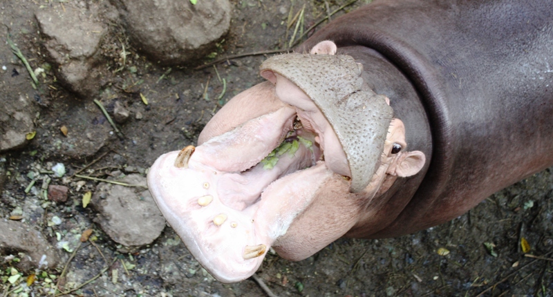 ПТТ-Чанг-БКК (+ немного фото из прошлых поездок) ПТТ-Чанг-БКК (+ немного фото из прошлых поездок)