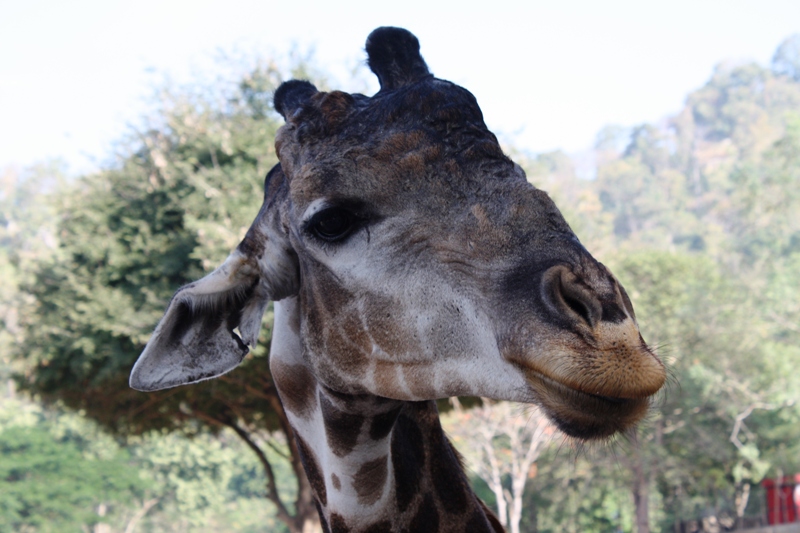 ПТТ-Чанг-БКК (+ немного фото из прошлых поездок) ПТТ-Чанг-БКК (+ немного фото из прошлых поездок)