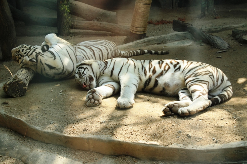 ПТТ-Чанг-БКК (+ немного фото из прошлых поездок) ПТТ-Чанг-БКК (+ немного фото из прошлых поездок)