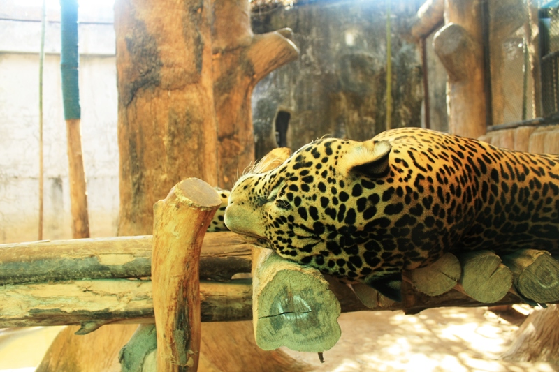 ПТТ-Чанг-БКК (+ немного фото из прошлых поездок) ПТТ-Чанг-БКК (+ немного фото из прошлых поездок)