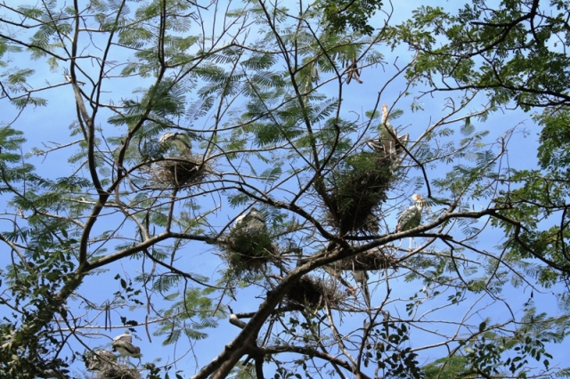 ПТТ-Чанг-БКК (+ немного фото из прошлых поездок) ПТТ-Чанг-БКК (+ немного фото из прошлых поездок)