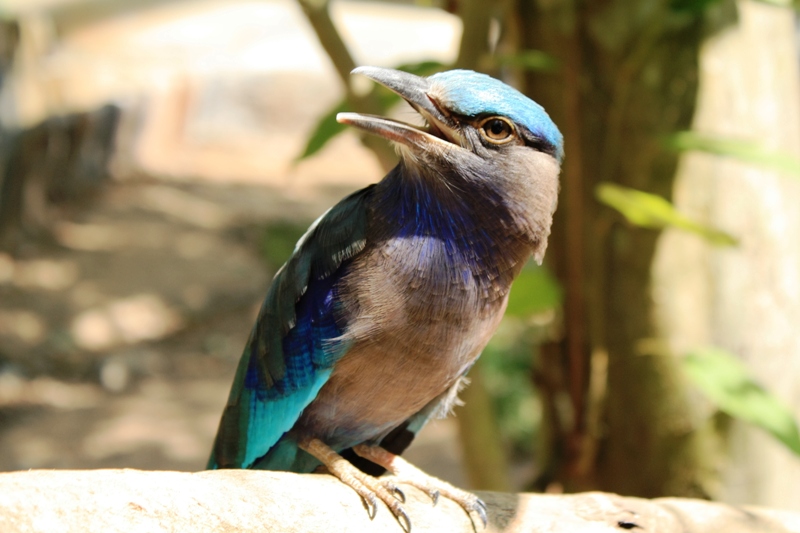 ПТТ-Чанг-БКК (+ немного фото из прошлых поездок) ПТТ-Чанг-БКК (+ немного фото из прошлых поездок)